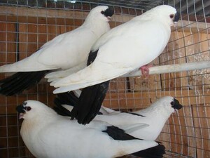精品扬州,北京点子观赏鸽一对/种鸽/青年鸽/幼鸽/活体/包活