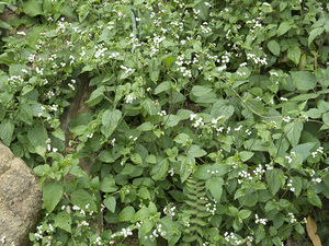 野生中草药白花草白花臭草胜红蓟重阳草脓泡草绿升麻臭炉草水丁药