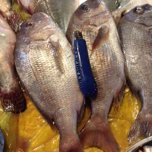 新鲜红加吉真鲷加吉鱼鲜活加吉鱼铜盆鱼罗非鱼生鱼片刺身