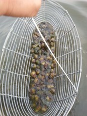 捕田螺捞螺蛳捉螺丝_捕田螺捞螺蛳捉螺丝