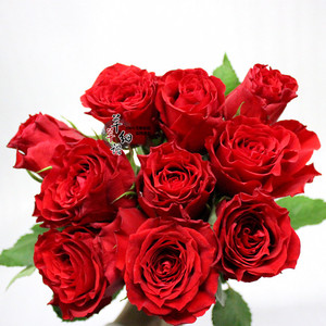 出口品质真爱红玫瑰 方德真爱 超长花期生日爱情礼物鲜花速递