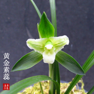 【天地金星】兰花春兰素三星黄金素蕊