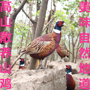 国家湿地公园散养山鸡 岜山月子商标 农家深林散养老母鸡草鸡公鸡