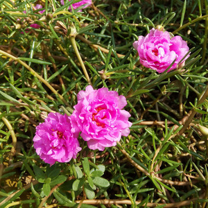 粉色重瓣松叶牡丹，别名：太阳花、蚂蚱菜花。