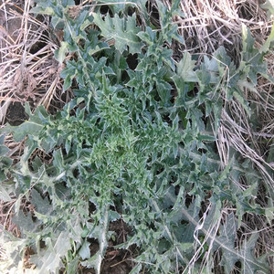 天然野生大蓟根 刺儿菜大蓟草新鲜大蓟根刺蓟奶蓟鲜现采500g包邮