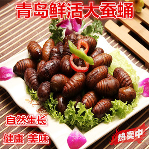 小青岛鲜活大蚕蛹 黄蛹 新鲜大蚕蛹 柞蚕蛹 健康营养自然生长500g