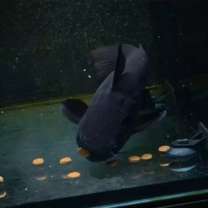 黑肚黑魔鲸鱼白肚大嘴鲸鱼活体麻花阔嘴鲸大型观赏鱼南美野生鲶鱼