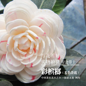 【彩槟榔】国内山茶花绿植花苗木盆栽苗扦插中苗4年苗45包邮.