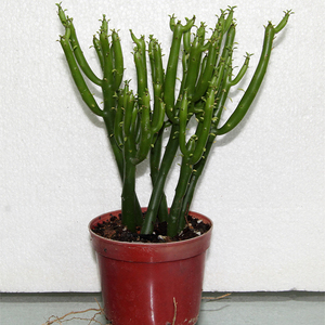 昆山同城花卉绿植盆栽 办公室桌面diy多肉仙人掌迷你盆栽 澎湖树