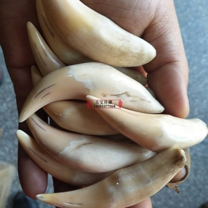 骆驼骨珠