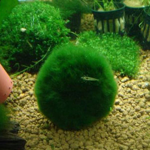 鱼缸装饰造景植物北海道绿藻球前景草活体水草水晶虾喜爱藻类易养