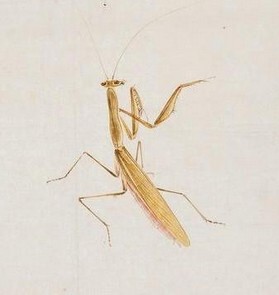 收藏古玩字画书画水墨国画纯手绘工笔山水花鸟草虫齐白石风格螳螂