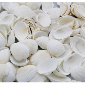 白色贝壳海螺水族鱼缸浴池装饰贴墙称斤幼儿园手工diy贝壳画材料
