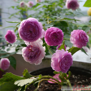 玛姬婶婶月季花