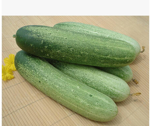 海南乡下新鲜蔬菜 水果黄瓜青瓜500克满50元包邮