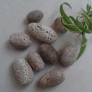 高密金蝉子摩尼子籽 金蟾籽 冰花星月菩提子打磨 原籽原料批发/斤