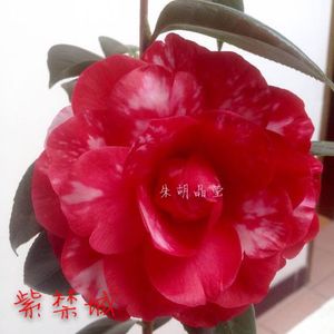 紫禁城茶花