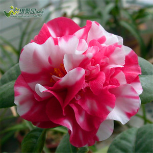 【花鹤令茶花苗】精品茶花花苗 山茶花花卉 四季种植绿植盆栽