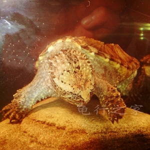 鳄鱼龟黄壳杂佛头苗小鳄龟苗宠物龟鳄鱼龟鳄龟活纯佛乌龟活体