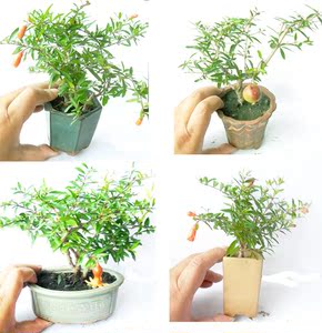 日本翠叶红石榴(实物拍摄)微型盆景