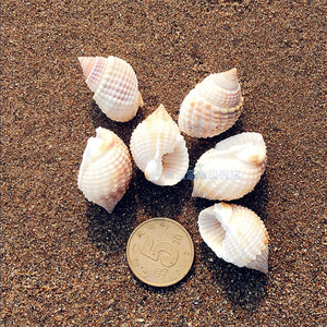 小麻螺布纹螺2-3cm天然海螺贝壳鱼缸造景铺底地台装饰礼物稀少diy