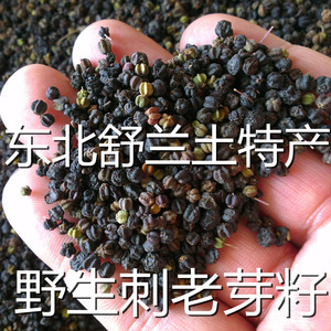 包邮新东北野生刺老芽籽子 长白山深山刺嫩芽籽 名刺老牙鸦粉籽子
