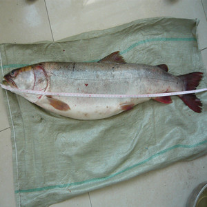 黑龙江抚远特产纯江天然鱼三花五罗之哲罗鲑东北大鱼4件起拍