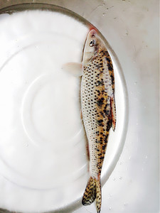 麻仔鱼河道野生麻仔鱼.鲜活全身是肉.鱼刺很少.江浙沪皖2斤顺