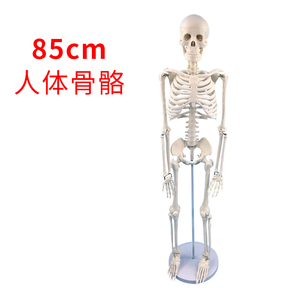 85cm1c70cm人体骨骼模型骨架可拆卸 人体脊柱模型仿真小白骷髅标