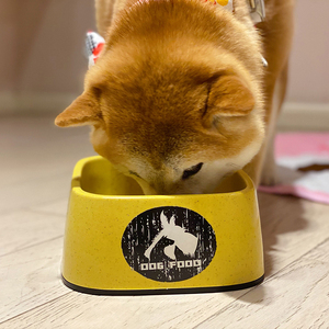 大狗盆狗碗宠物食盆饮水防打翻饭碗狗狗柴犬水盆喝水食碗可爱斜口