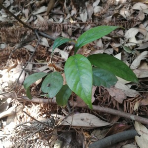 5棵种苗b橡子树苗东北橡树柞树苗蒙古栎庭院绿化植物