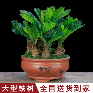 铁树盆景大型植物室内办公室绿植b客厅桌面盆栽多头苏铁四季常青