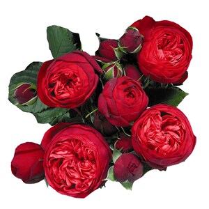 月季红钢琴 切花阳木月季 瑰台月季盆栽四季勤u花 玫灌花卉花