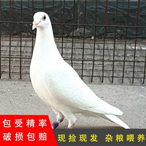 信鸽种蛋受精蛋血统鸽子可孵化观赏信鸽赛鸽火凤凰黄金甲种蛋一对