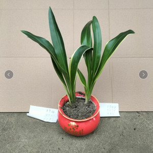 速发中华金边全j青万年青盆栽绿植室内植物客厅摆放吸甲醛新婚乔
