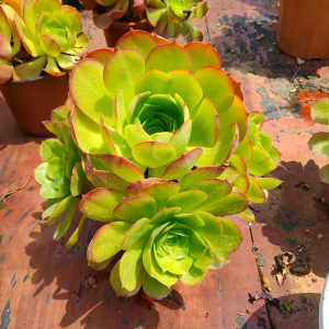 香炉盘缀化多肉