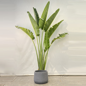 520旅人蕉盆栽美人r蕉植物走廊庭院阳台花园耐养大型真花绿植