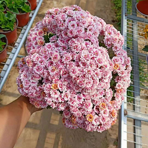 安娜公主粉带花苞重瓣长f寿花稀有复色长寿花