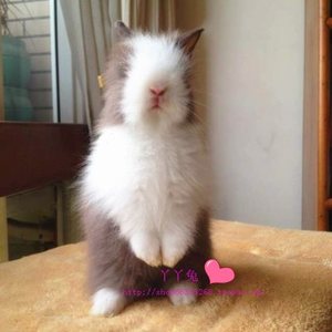 【潇洒小宠】兔子家养p巧克力色猫猫兔安哥拉长毛兔活体侏儒猫猫