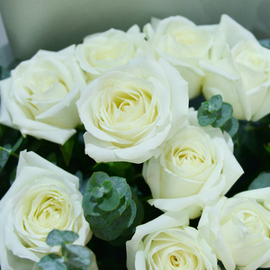 A级白玫瑰真花玫瑰花鲜花直批水养家用云南直发斗南花市白雪山