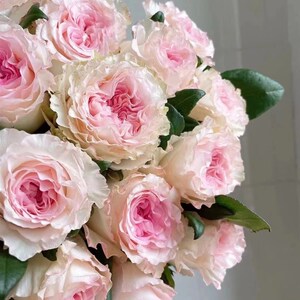 a级香海云锦洛神玫瑰云南鲜花基b地直发家用水养办公送女朋友闺蜜