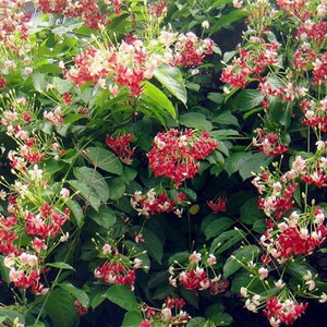 使君子花苗 五彩夜来香水君子 庭院阳台爬藤植物花有香.味藤本花