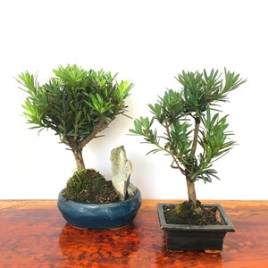 罗汉松盆景熟桩树桩造型松树室内盆栽绿植紫檀榆树黄杨小叶罗汉松