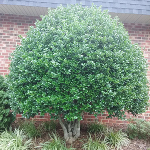 无刺枸骨球无刺枸骨树苗 庭x院绿化枸骨冬青四季常青盆景满堂红