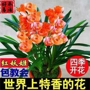 紫罗兰花卉盆栽花卉植物室内y客厅兰花苗四季开花浓香型好捷成耐