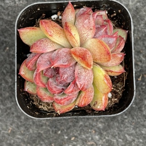 黑水晶玫瑰多肉双头韩国东云系糖心女王系列贵货绿植花卉肉肉精品