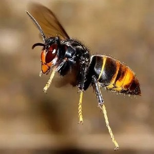 葫芦蜂的毒性图片
