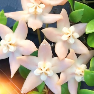 斑叶荷秋藤球兰大苗盆栽 浓香型大花瓣 室内攀爬植物花卉