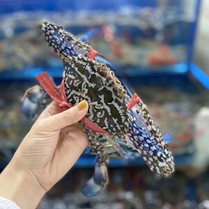 促销新品海南鲜活大小兰花蟹蓝梭子蟹大螃蟹5到6两一只海鲜水产