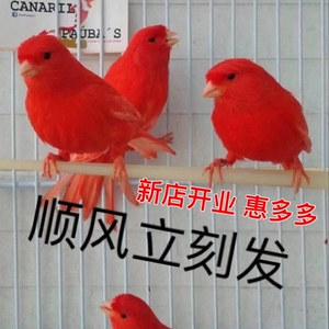 红桂皮芙蓉鸟山东黄玉鸟白玉鸟辣椒红精品德系大红袍包邮0人付款27